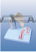 The model of shoulder joint and ligament attach with sagittal section